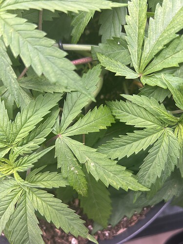 Growreport Bild 5