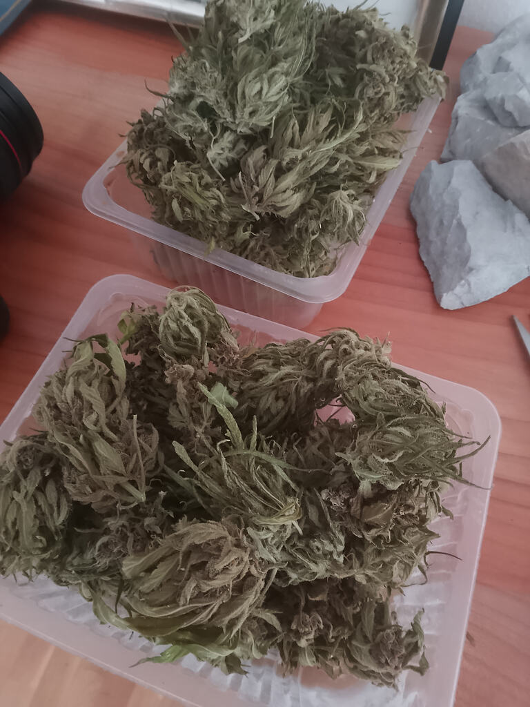 The Return of the Beaumont - Alpengrow im Luftkurort - 2 x Gelato Automatic von Lucky Hemp - 1 Lila Limonade von RQS