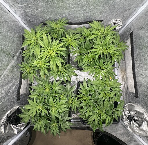 Growreport Bild 2