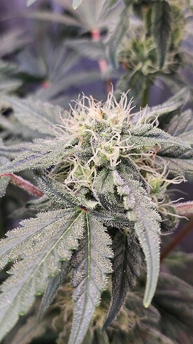 Growreport Bild 9
