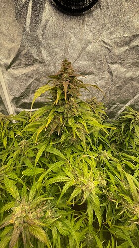 Zwei Cannabis-Pflanzen in der Blütephase in einem Growzelt.
