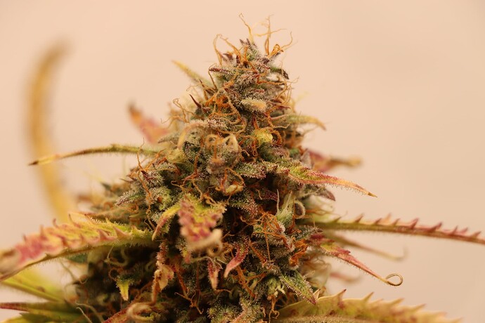 Growreport Bild 2