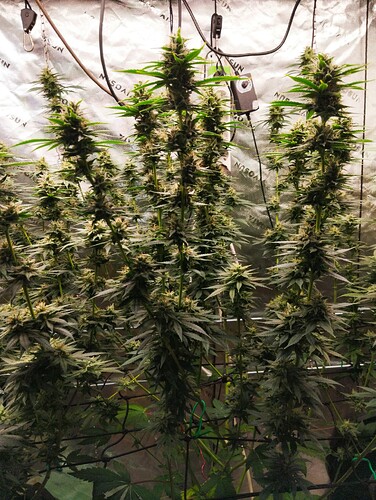 Growreport Bild 3