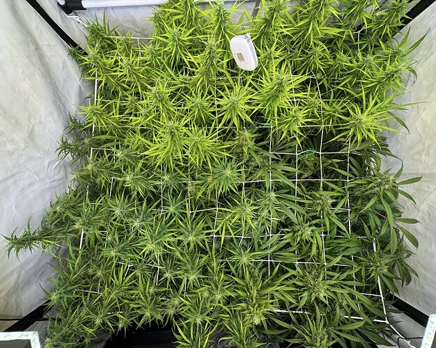 Growreport Bild 1