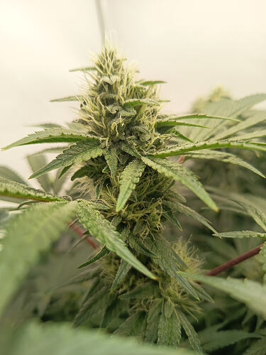 Growreport Bild 38