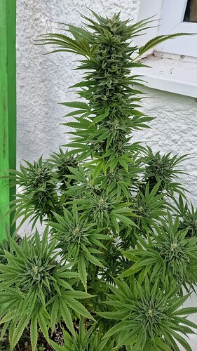 Growreport Bild 8