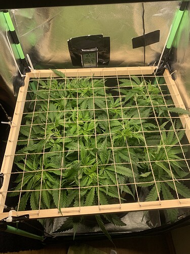 Growreport Bild 7