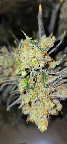 Growreport Bild 63