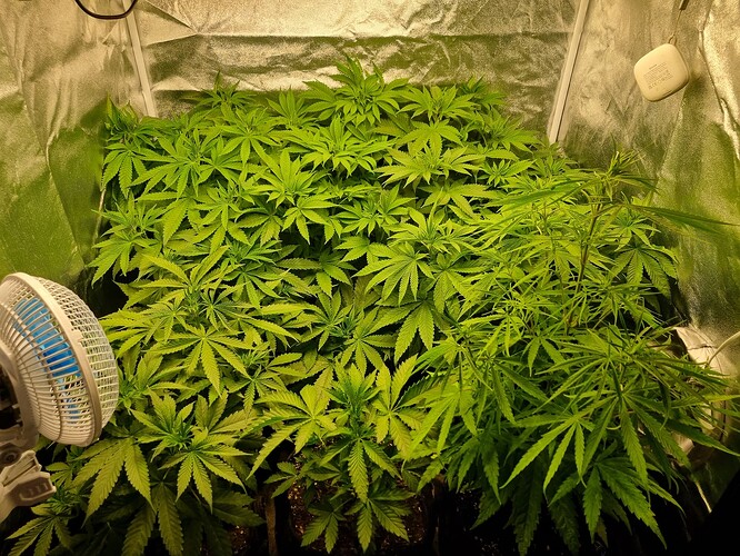Mehrere junge Cannabispflanzen in einem Zelt, eine Seite ist dicht bewachsen, die andere Seite zeigt eine einzelne, höhere Pflanze. Ein Ventilator ist links im Bild zu sehen.