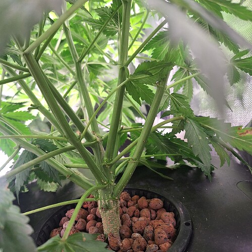 Nahaufnahme des Stammes einer jungen Cannabispflanze mit mehreren Verzweigungen, die in einem Topf mit Blähton wächst.
