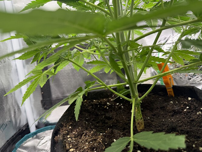 Growreport Bild 36