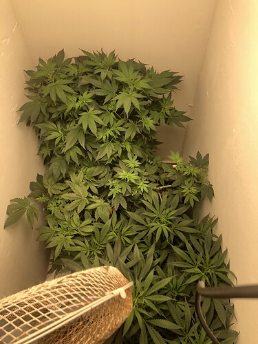 Growreport Bild 13