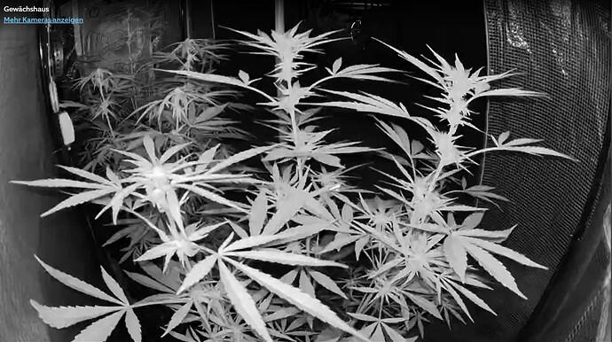 Growreport Bild 9