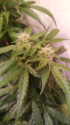 Growreport Bild 10