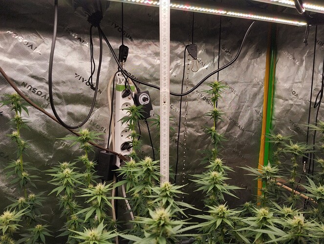 Growreport Bild 1