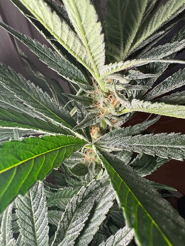 Growreport Bild 9