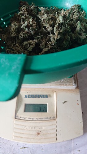Growreport Bild 37