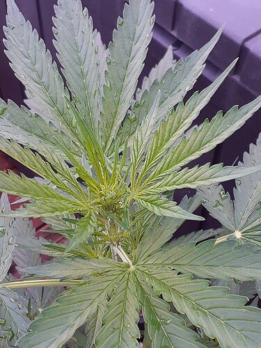 Growreport Bild 35