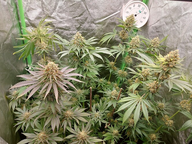 Growreport Bild 7