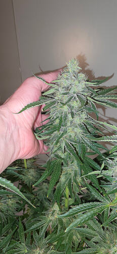 Growreport Bild 32