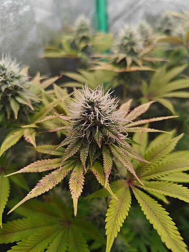 Growreport Bild 3