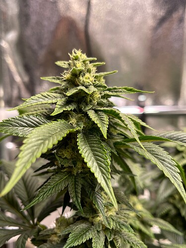 Growreport Bild 1