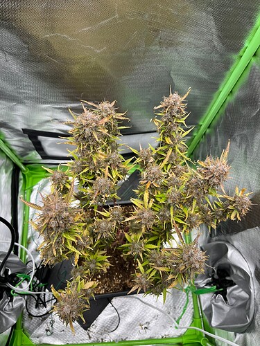 Growreport Bild 7