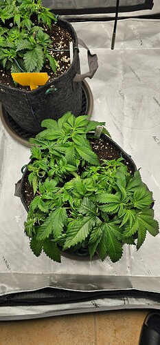 Growreport Bild 3