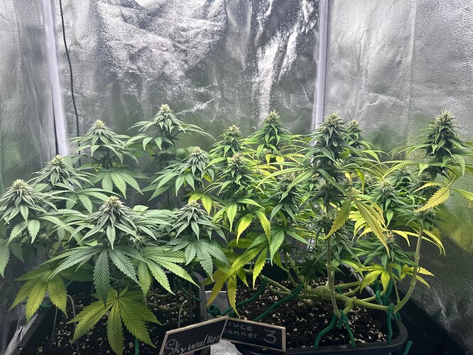 Growreport Bild 2