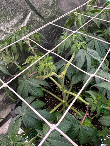 Growreport Bild 60