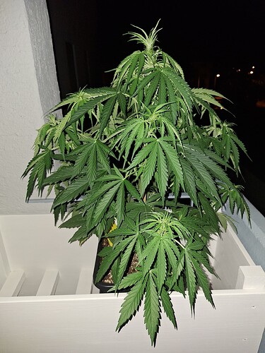Growreport Bild 10