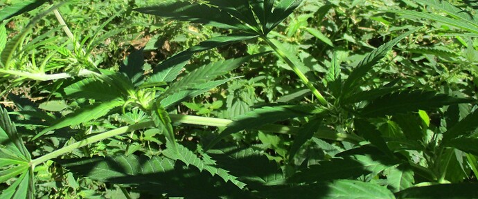 Easy Sativa2