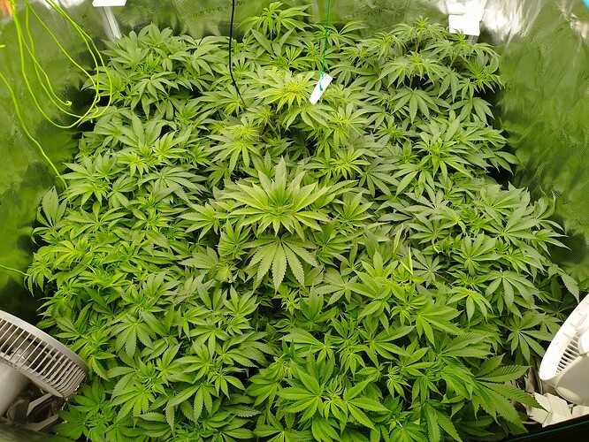 Growreport Bild 5