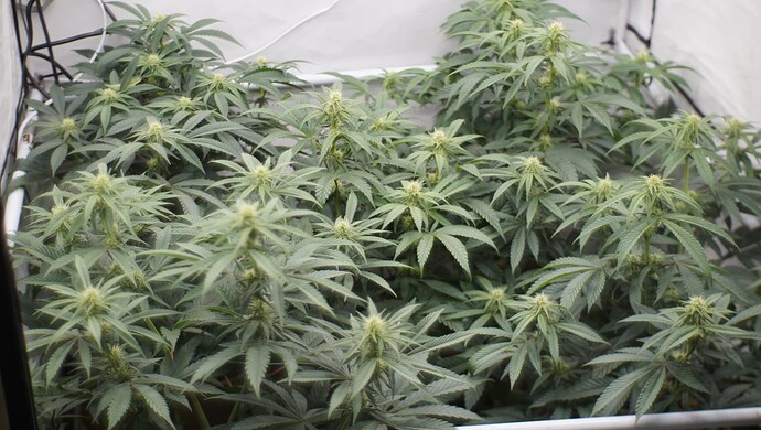 Growreport Bild 4