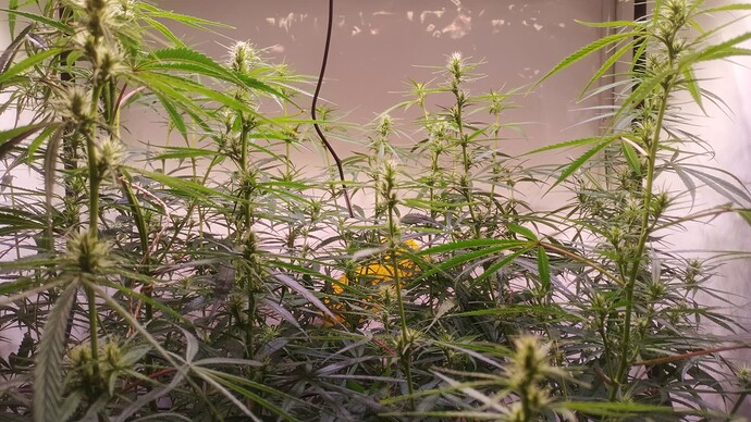 Growreport Bild 20