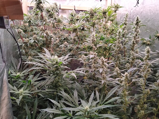 Growreport Bild 5
