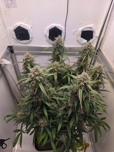 Growreport Bild 6