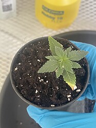 Growreport Bild 8