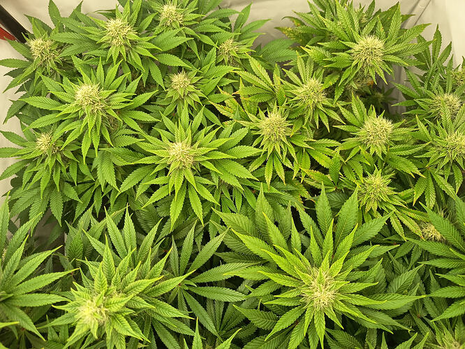 Growreport Bild 9