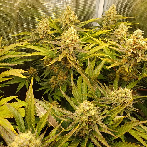 Growreport Bild 13