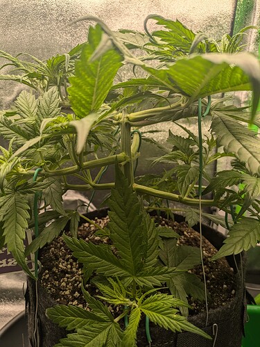 Growreport Bild 37