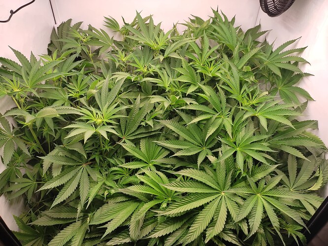 Growreport Bild 28