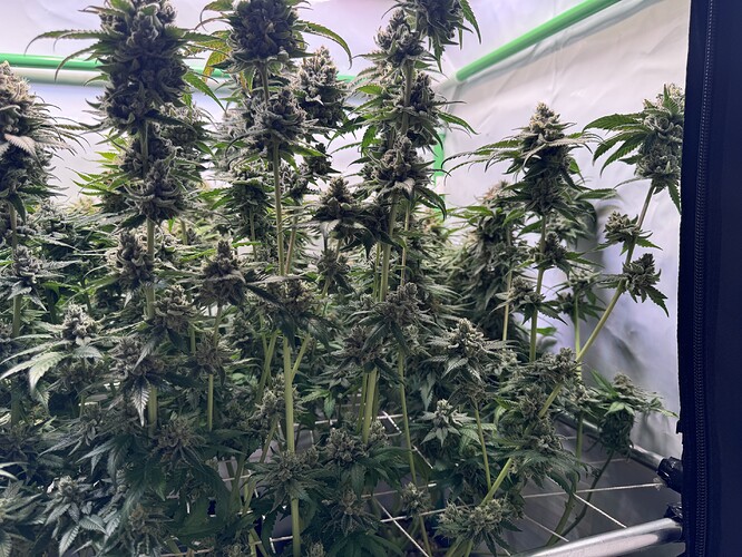Growreport Bild 48