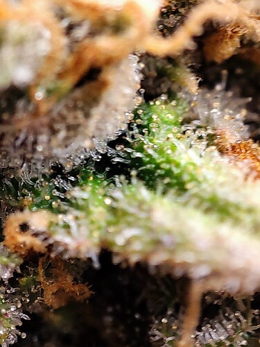 Growreport Bild 92