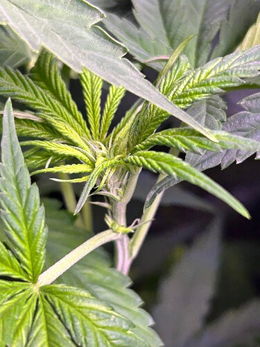 Growreport Bild 13