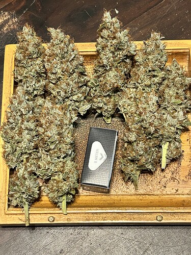 Mehrere getrimmte Cannabis-Buds liegen auf einem Holztablett neben einem kleinen schwarzen Gegenstand.