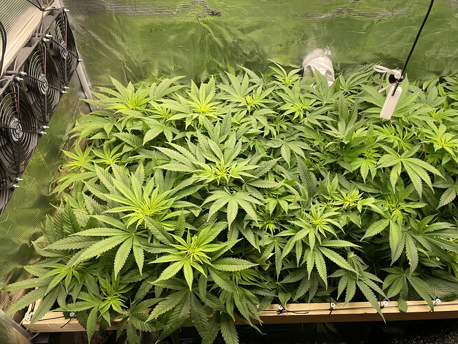 Mehrere junge Cannabispflanzen in einer Growbox, die dicht beieinander stehen und viele grüne Blätter aufweisen. Links sind Lüfter zu sehen.
