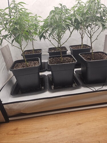 Growreport Bild 1