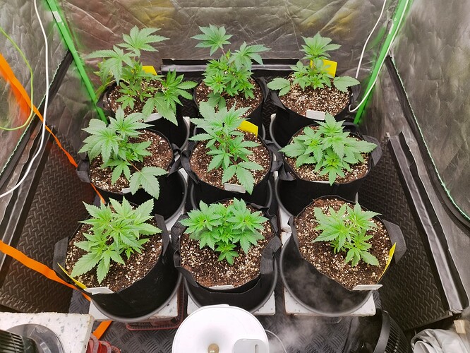 Acht junge Cannabispflanzen in Stofftöpfen, die in einer Growbox wachsen.