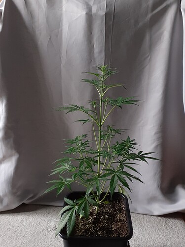 Growreport Bild 153